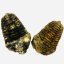 Trilobiti