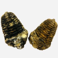 Trilobiti