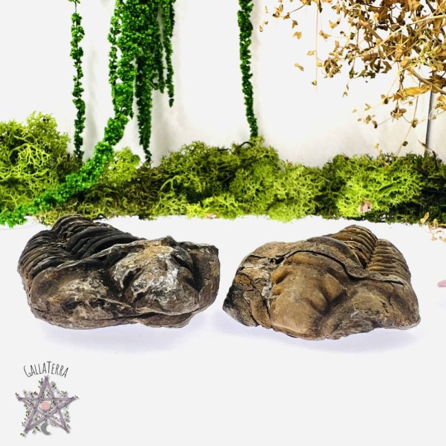 Trilobiti