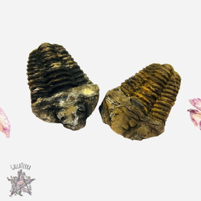 Trilobiti