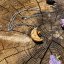 Wooden hand-carved jewelry - Crescent - protection, balance Wooden hand-carved jewelry - Crescent - protection, balance