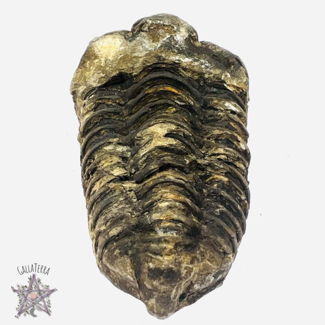 Trilobit A