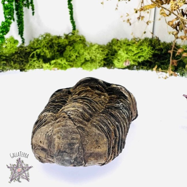 Trilobit B