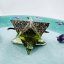 Orgonite merkaba for a calm mind, happiness and a life in truth