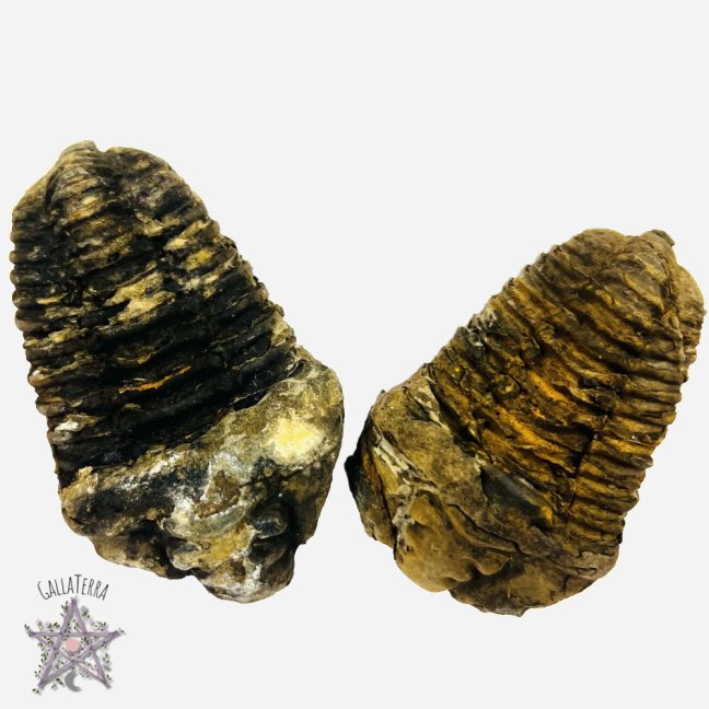Trilobiti
