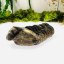 Trilobit A