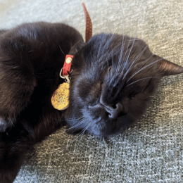 Orgonitový šperk na naší kočičce