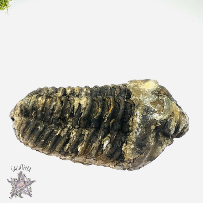 Trilobit A