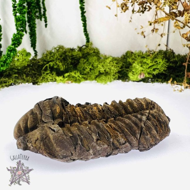 Trilobit B