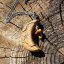 Wooden hand-carved jewelry - Crescent - protection, balance Wooden hand-carved jewelry - Crescent - protection, balance