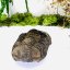 Trilobit B