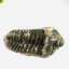 Trilobit A
