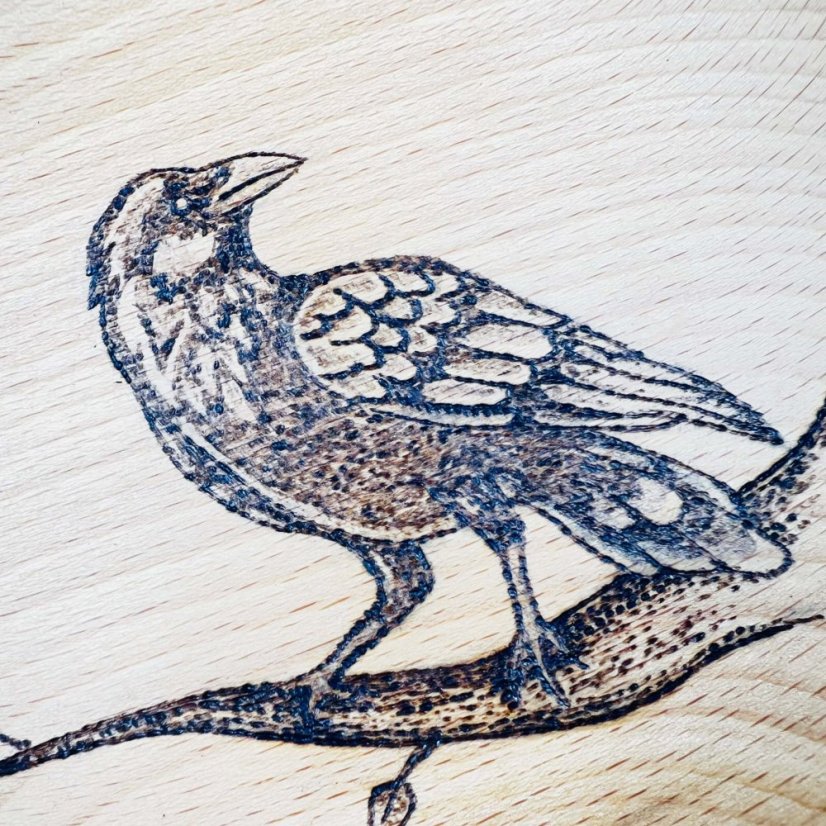 Buková miska - havran