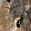 Wooden hand-carved jewelry - Crescent - intuition, transformation Wooden hand-carved jewelry - Crescent - intuition, transformation