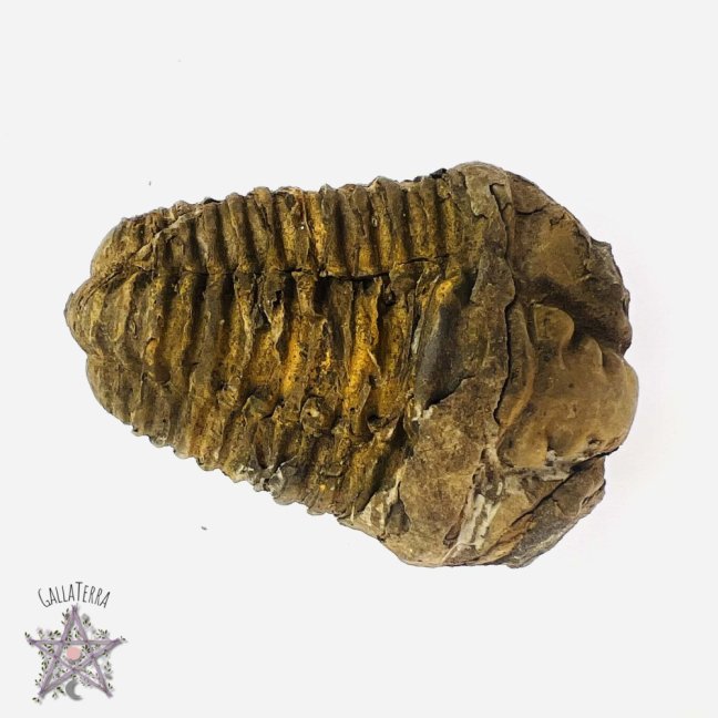 Trilobit B