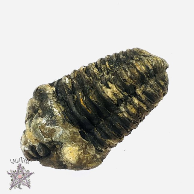 Trilobit A