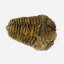 Trilobit B