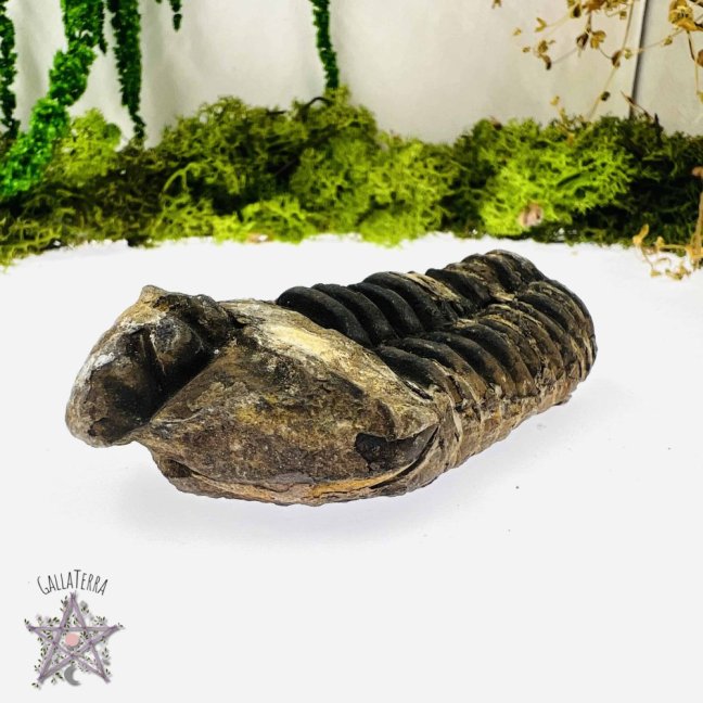 Trilobit A