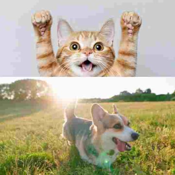 Vánoční pomoc opuštěným a týraným zvířátkům