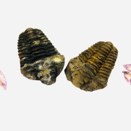 Trilobiti