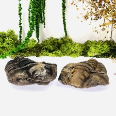 Trilobiti Trilobiti